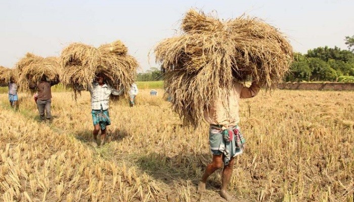 ধানসহ অন্যান্য ফসল দ্রুত সংগ্রহের পরামর্শ