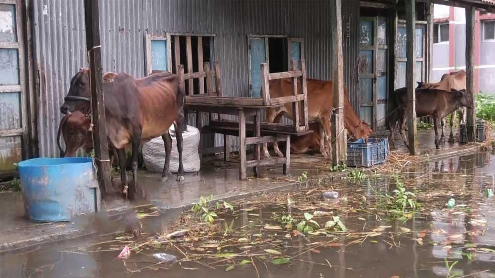 ৩ জেলায় অর্ধলক্ষ গবাদিপশুর মৃত্যু